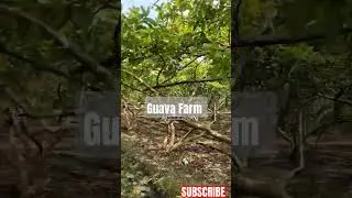 Guava Farm #guava #business #farming #farmer #export #exporterschoice #fruits #shorts #short #india