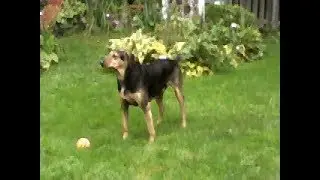 (A) A Smart Dog....Featuring Big Bob