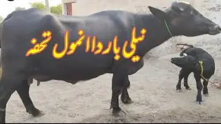 Fast timer buffalo pure neeli Ravi buffalo for sale in Punjab Pakistan on YouTube 3/10/2025