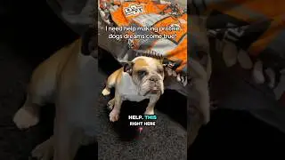 Help my dog win