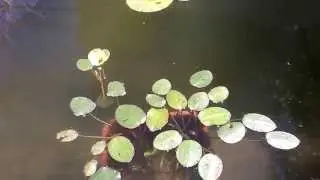Amapola de agua (Hydrocleys nymphoides)