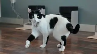 Petlibro Multi-Cat Family: Ultimate Dining Solution