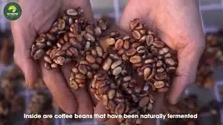 Weasel coffee