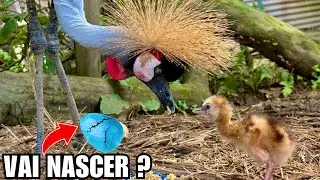 Expectativa pelo nascimento do ovo de grou | Novo ovo raro | Aves Recriar
