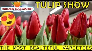 IGH Tulipa Show 2024 - Showcase of the Most Beautiful Tulip Varieties | Holland Bulb Market