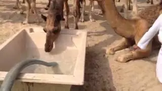 Camels drinking