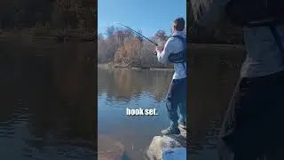 Не слишком ли сильно я подсек этим крючком? Рыбалка на голубого плоскоголового сомика и канальную...