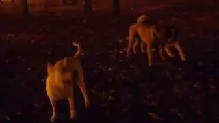 ночная схватка собак , драка между друзьями night fight 2015