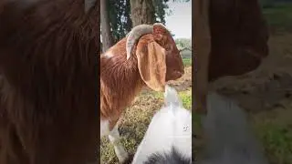 my trip to goat therapy farm #goattherapy #relaxing #oregon