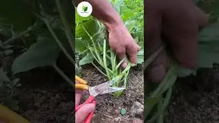 RT‑7191 Ridge & Tillage Secrets 🌱 #farming #farmlife #farm #agriculture #organic #harvest #nature