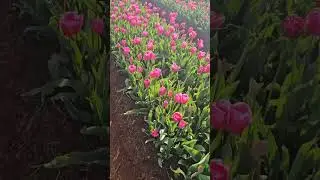 Table Cape Tulip Farm, the only tulip farm open to the public in Tasmania. #tasmania #travel
