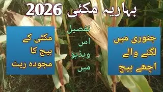 Corn Top hybrid early sowing|| Corn seed rate