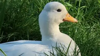 Why do my ducks not fly away?