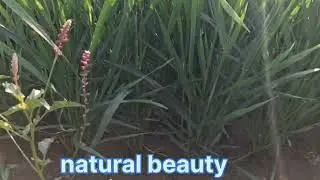 Natural beauty of farm and relax your mind @rameshraval1365 