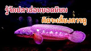 ปลาช่อนสวยงามที่กำลังนิยม | รู้จักก่อนเริ่มเลี้ยง ใครเลี้ยงได้ สายไหนดี