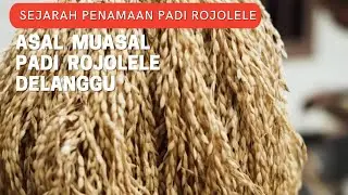ASAL MUASAL PADI ROJOLELE DELANGGU (BUKAN RAJANYA LELE, ITU SALAH KAPRAH)