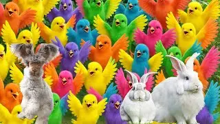 Tangkap Ayam Lucu,Ayam Warna Warni,Ayam rainbow,Ayam Pelangi, Bebek,kucing,Kelinci,Dunia Hewan Lucu