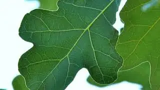 Sericea Lespedeza & Blackjack Oak