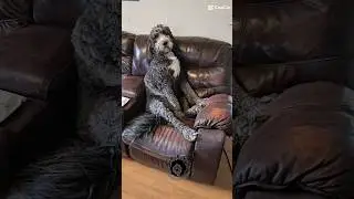 Houdini dog sits like a human #dog #puppy #dogshorts #cutedog #funnydog #dogvideos #fyp #viral