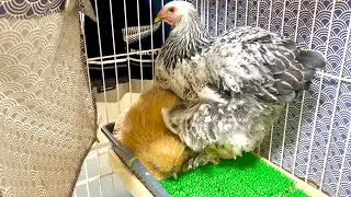 泉が小さい卵を産みました