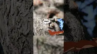 When Squirrels Go Carnivorous: A Rare Twist in Nature 🐿️🍖 #brainbeats