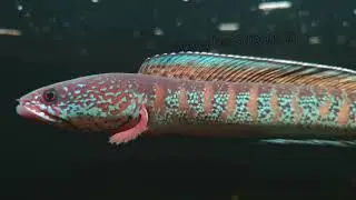 Channa amphibeus a fish very recently re-discovered in 2024 after almost 85 years. 