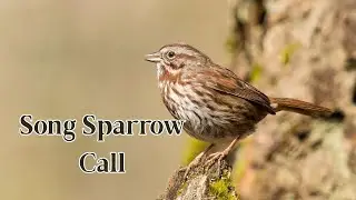 Song Sparrow Call&mdash;Listen to the Sweet Chirp of Nature