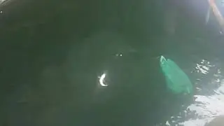 NIAT MANCING IKAN BANDENG DAH TAHU NYA😅😅 DAPET IKAN SEMEDAR