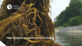 Harvesting brown seaweed Undaria (Wakame), the Sea of Japan 2025