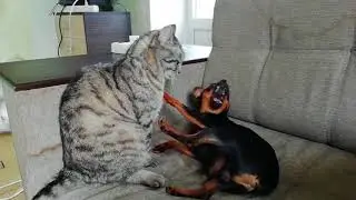 Ангельское терпение / Angel patience. cat and dog