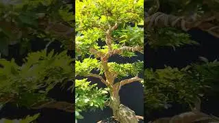 BONSAI KALIANDRA@Rezakempaskempis5758