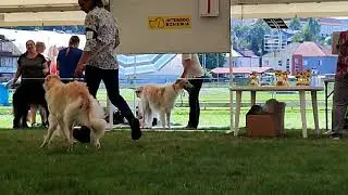 Club show KCHCH 15.8.2021 CZ - females open class