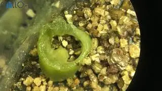 Acarologia em Pauta - Libera&ccedil;&atilde;o de &aacute;caros Macrocheles  para o controle da mosca dom&eacute;stica
