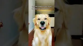 smile without ur eyes #cute #pets #dogs #trendy #viral #viralshort #trending