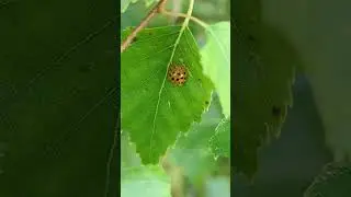 And now for something completely different... A Harlequin Ladybird pupa on a Birch leaf