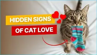 10 Secret Signs Your Cat Loves You But You Don't know