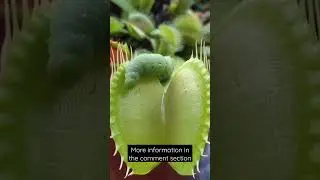 Watch the Venus Flytrap catching a caterpillar 🐛 😱😱 #insects #shorts #science #sciencefacts