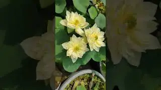 Yellow pror pink lotus #lotus #lotusflower #flowers #trending #shorts