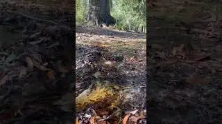 Creek running pt. 2!!