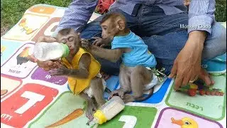 Baby Monkey Dodo | Dodo Take Good Care To Sister Mori While Eating Outdoor | Mori Feel Sleepy