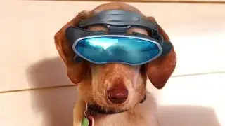 Top 5 Amazing Pet Gadgets