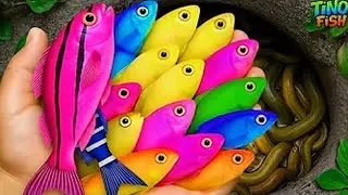 BACKYARD POND MIRACLE! Rare Tropical Fish Found Thriving Outside 🐠🔥