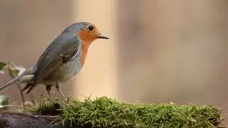 Robin Bird Green Moss #nature #viralvideo #video #thebest #naturesounds