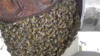 Miami bee removal First 'killer Bee