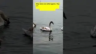 Baby Swans swimming #shorts