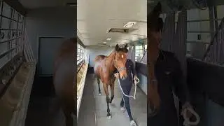 #equestrian #ambulance #sufyan #fyp #fypviral #horse #care #shorts