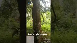 POHON PALA RAKSASA #shorts #viral #short #shortsvideo #video #youtubeshorts