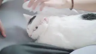 Cute little brush that all cats love ~ pidan pet brush 