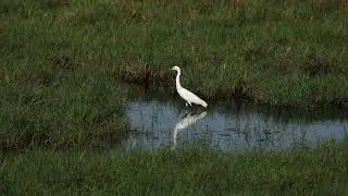 Little Egrets