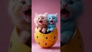 The little kitten is meowing 😍😍#cat #kitty #viralvideo @LilyJoy777 @MTCAnimalWorld